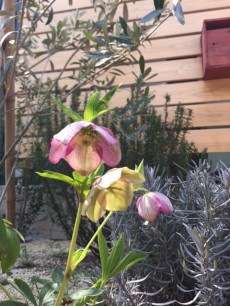 玄関アプローチのお花2 玄関アプローチのお花2