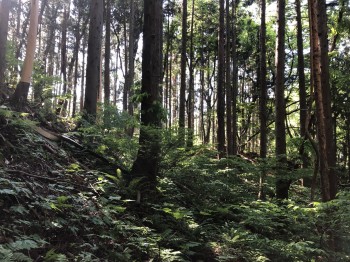 写真 2019-05-25 15 27 22 くりこまの健やかな森の様子