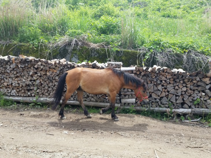馬搬するウマ、琴姫 馬搬するウマ、琴姫