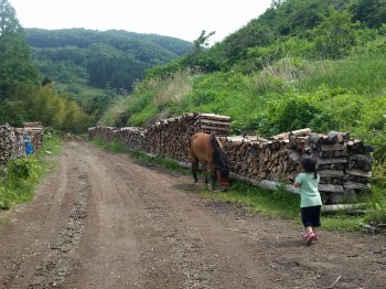 馬搬するウマ、琴姫 馬搬するウマ、琴姫