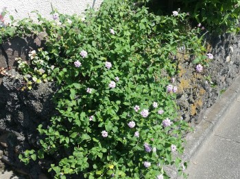 天然住宅アクセス 天然住宅アクセス