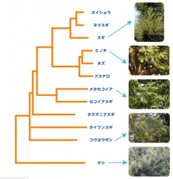 植物進化樹形