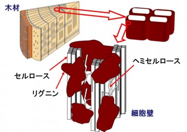 木材の構造 木材の構造