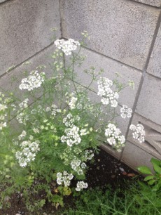 パクチーのお花 パクチーのお花
