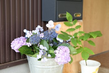 玄関先のお花
