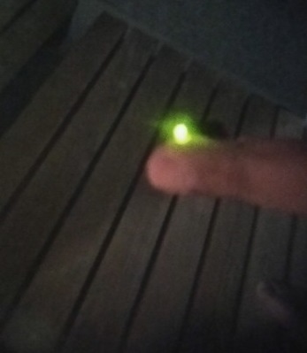 ホタル ホタル