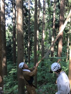 皮むき間伐