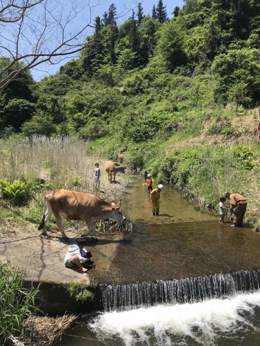 牛も馬もいます