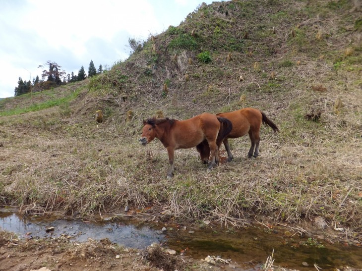 栗駒で馬搬する馬たち 栗駒で馬搬する馬たち