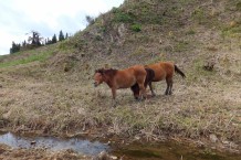 栗駒で馬搬する馬たち
