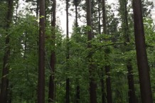 大沼旅館さんの森