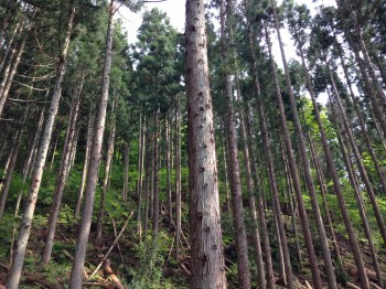 択伐して日の光が入る森 択伐して日の光が入る森