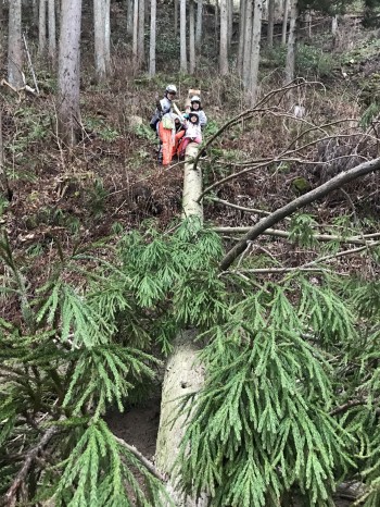 栗駒にて伐採