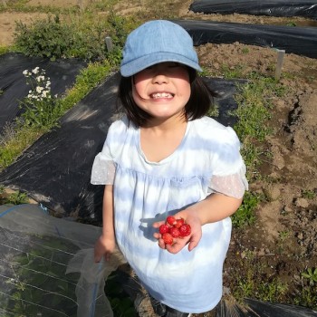 いちごの収穫