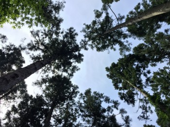 択伐した針葉樹林を見上げたところ 択伐した針葉樹林を見上げたところ