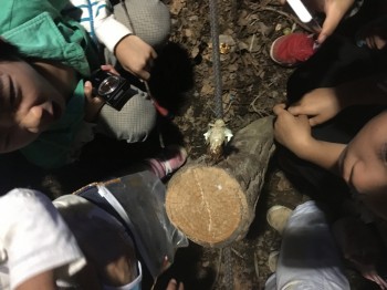 羽化