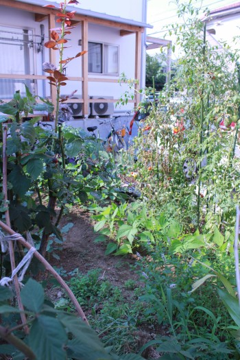 家庭菜園 家庭菜園