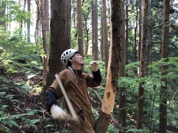 皮むき間伐