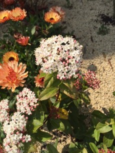 玄関アプローチのお花 玄関アプローチのお花
