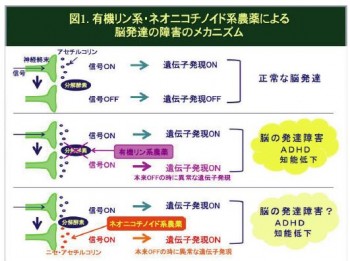ネオニコチノイドによる脳発達障害のメカニズム