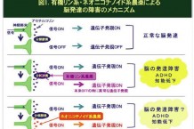 ネオニコチノイドによる脳発達障害のメカニズム