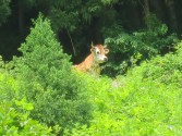 ウシ